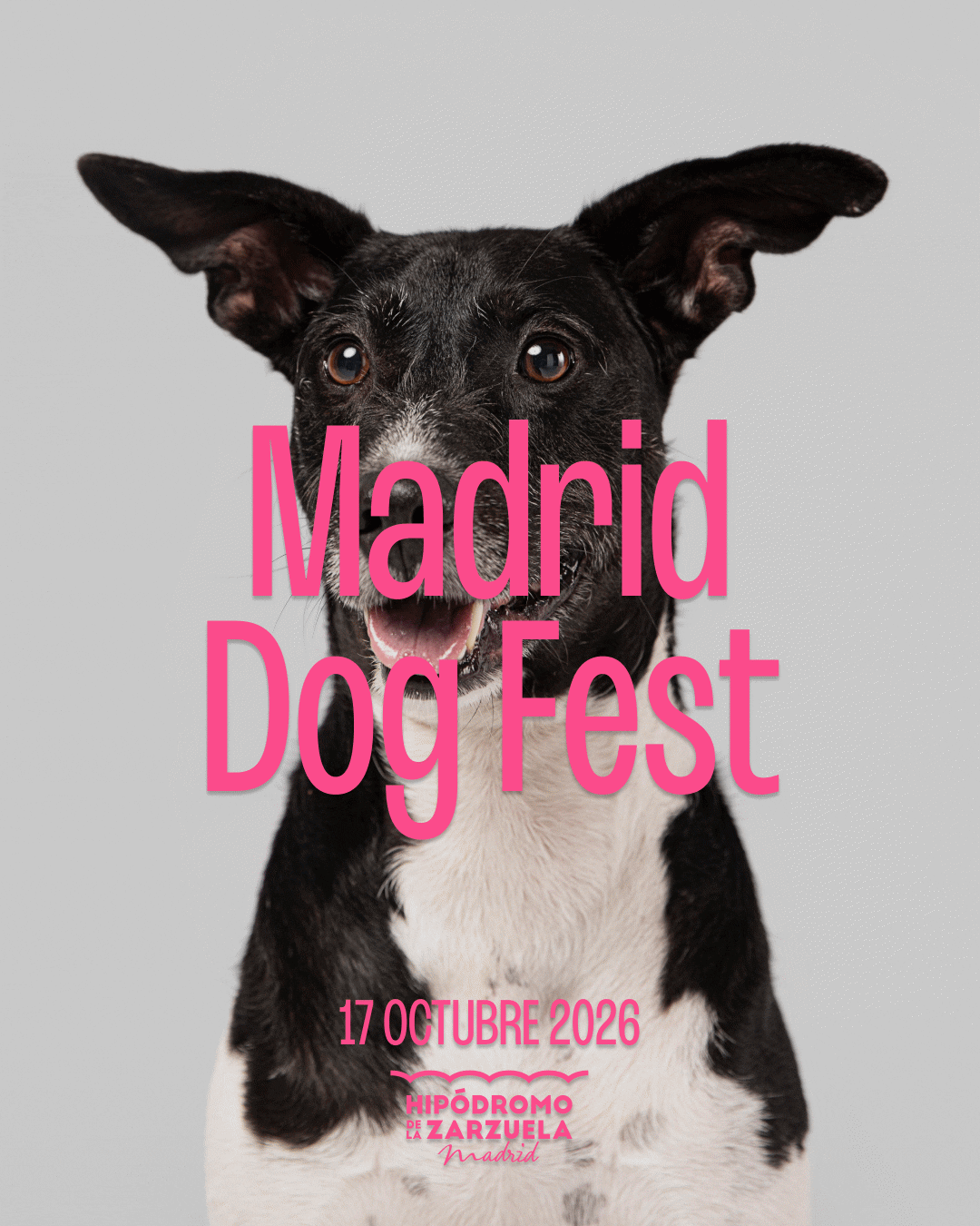 Madrid Dog Fest Instagram post